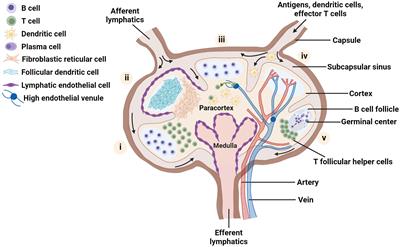 New tools for immunologists: models of lymph node function from cells to tissues